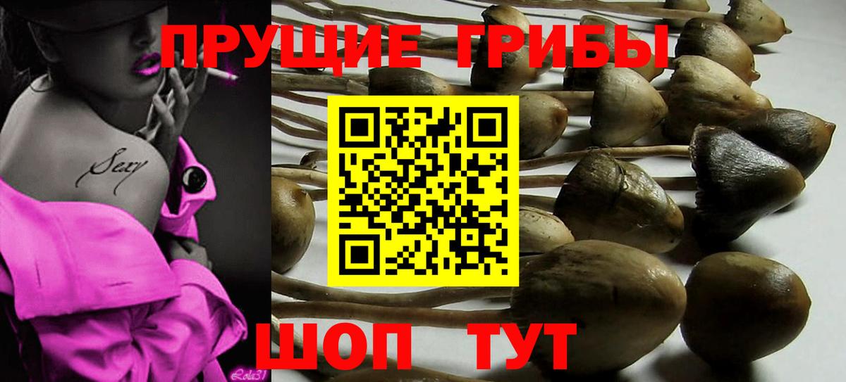 Галлюциногенные грибы Psilocybe Улан-Удэ